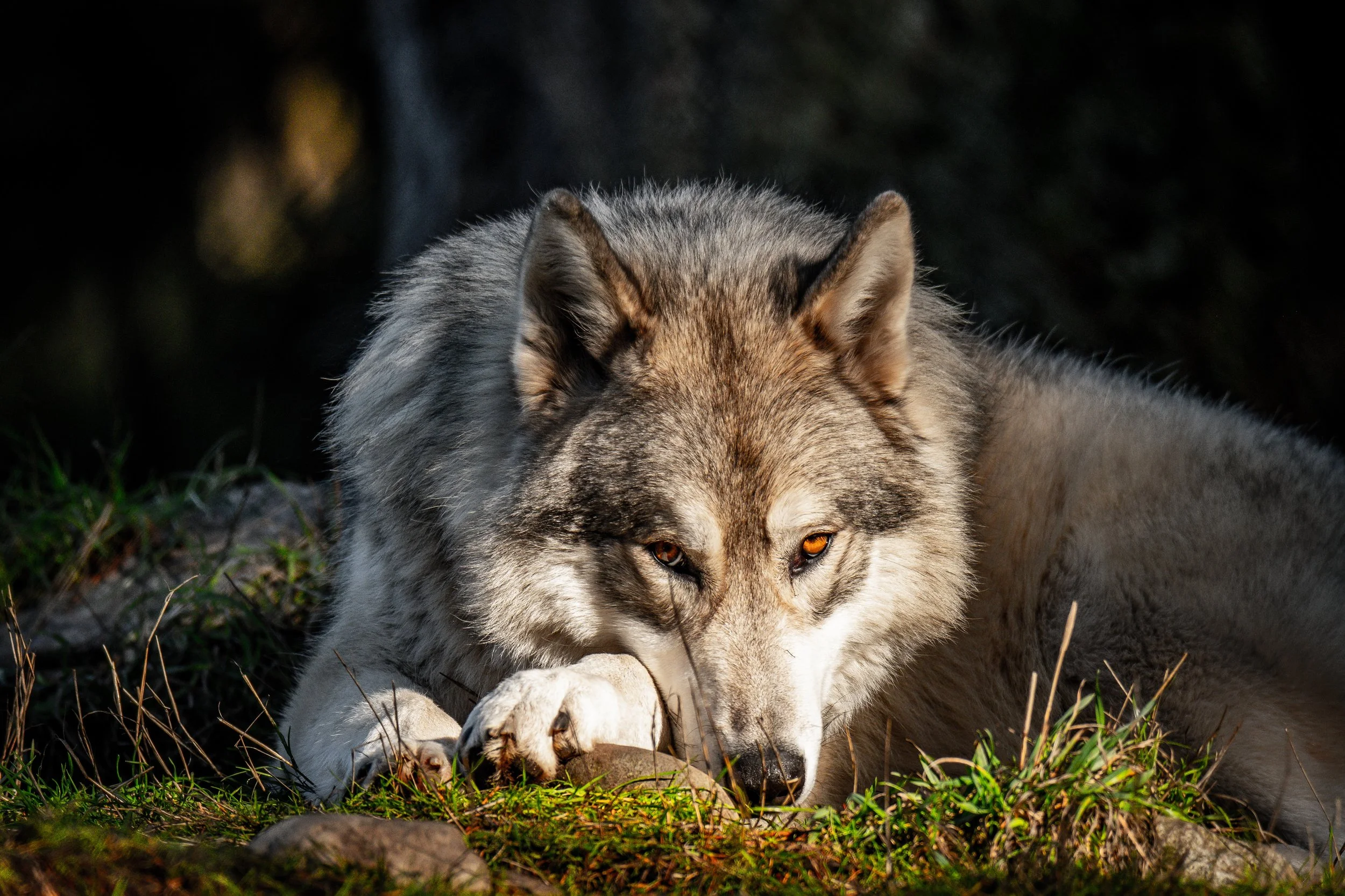 Archive: Wild Within: A Lens on Wolves — Museum of Glass